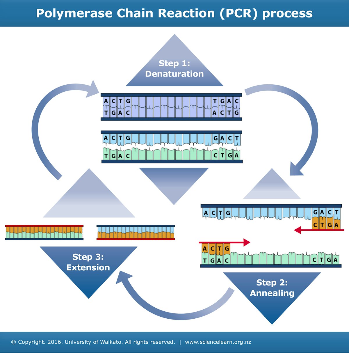 What is PCR? — Science Learning Hub
