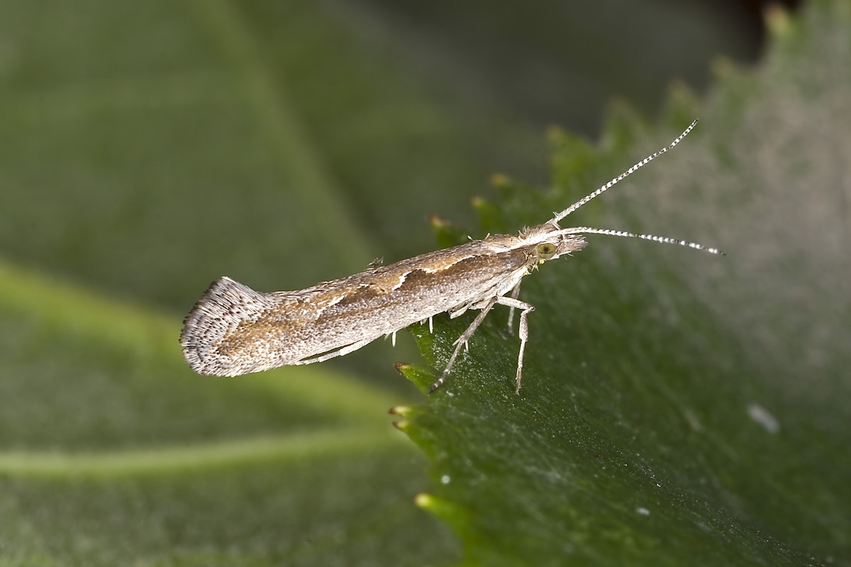 Poisioning Insect Poison comes in small packages — Science Learning Hub