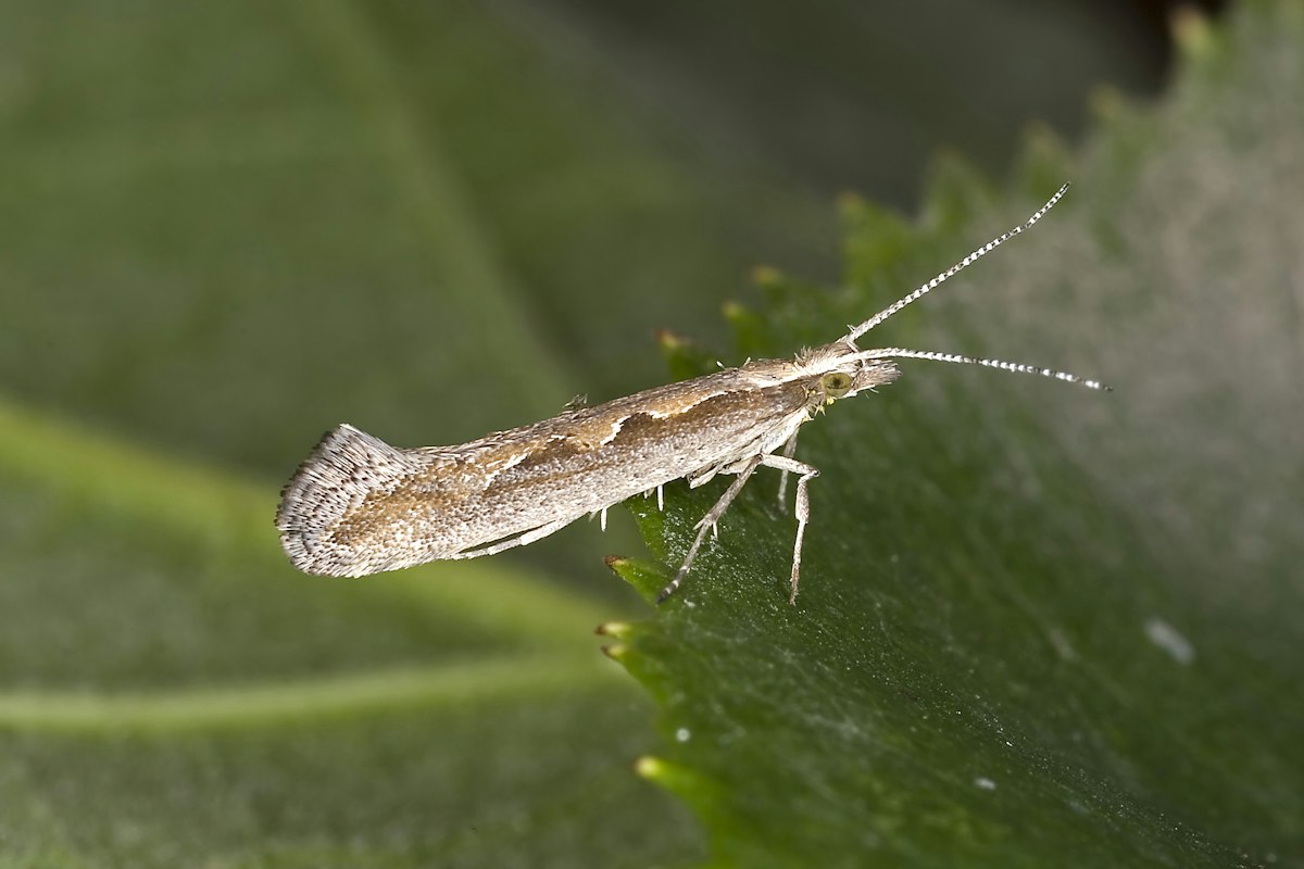 Poison comes in small packages — Science Learning Hub
