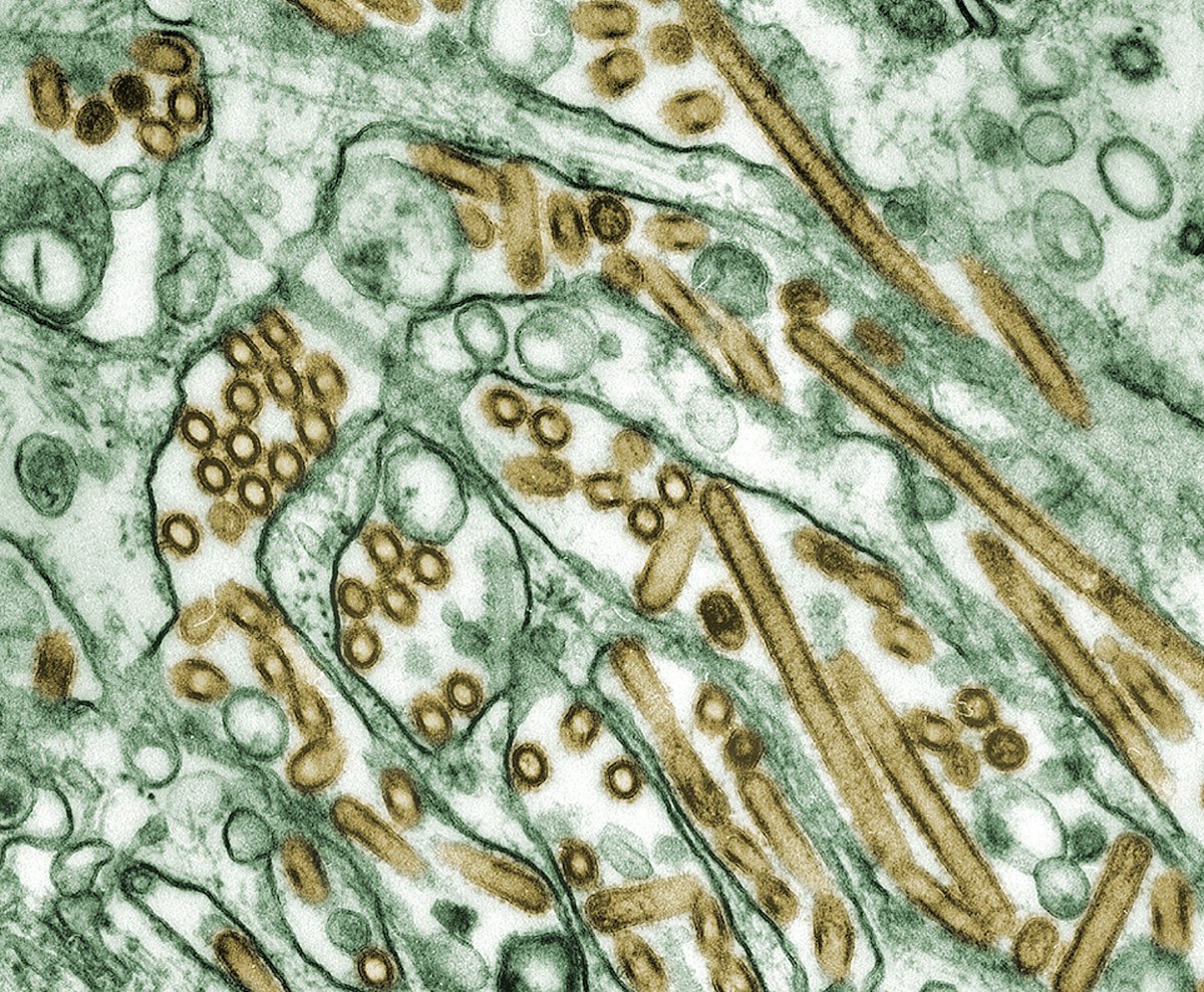 Microorganisms – introduction — Science Learning Hub