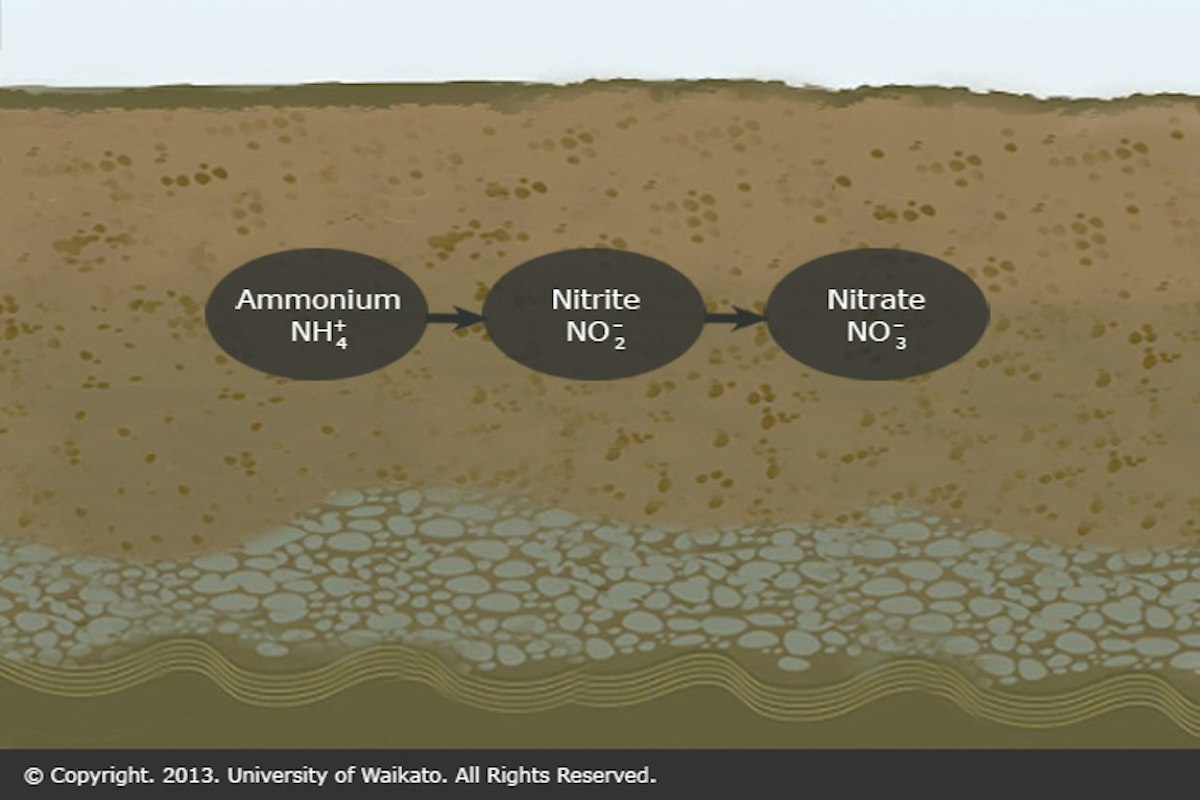 Nitrification — Science Learning Hub