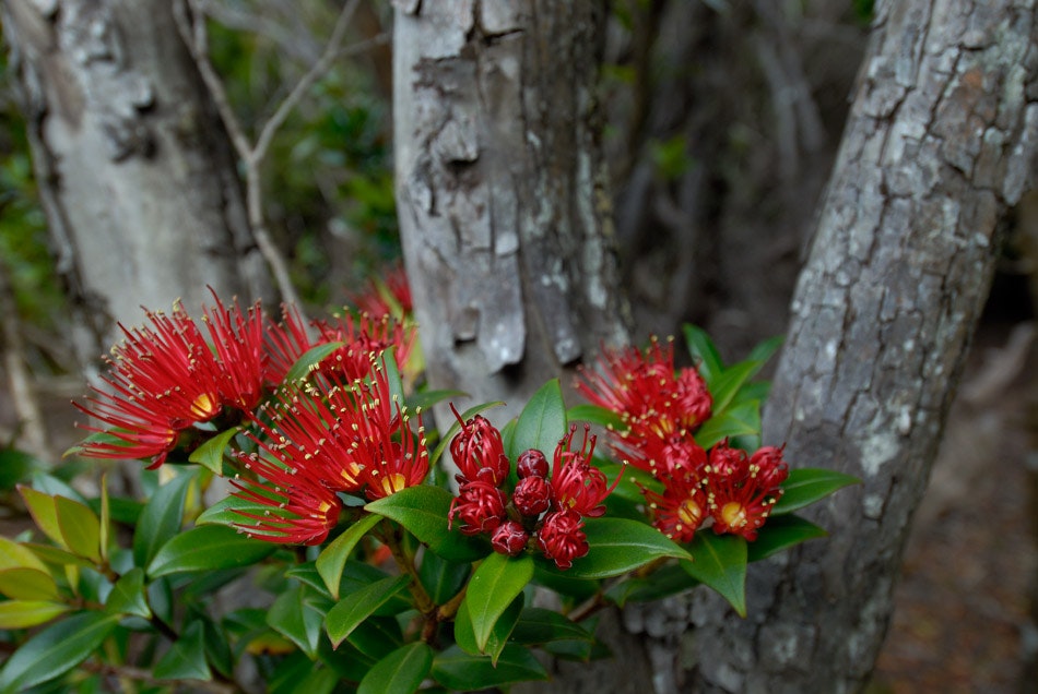Greater Rata Southern rātā — Science Learning Hub