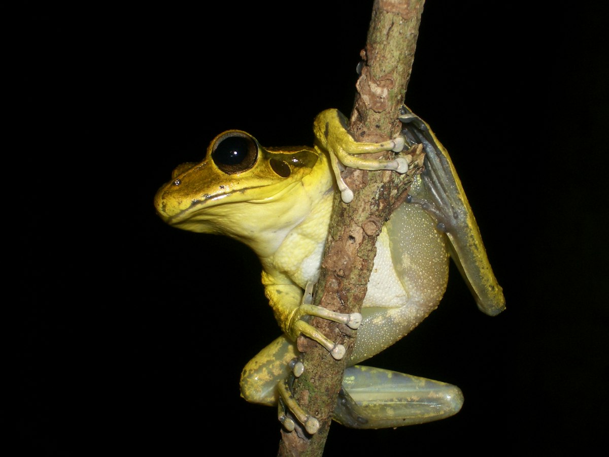 Stoney Creek frog — Science Learning Hub