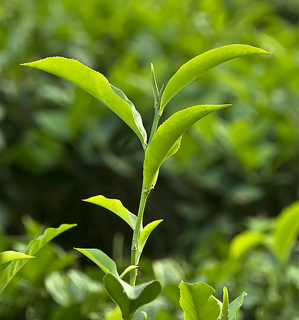 The science of tea — Science Learning Hub
