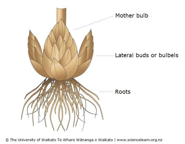 Vegetative plant propagation — Science Learning Hub