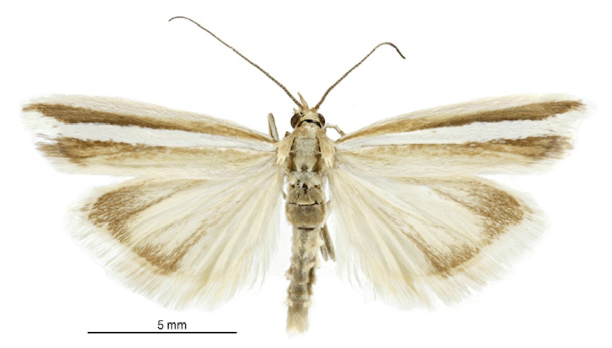 Nocturnal adaptations of moths — Science Learning Hub