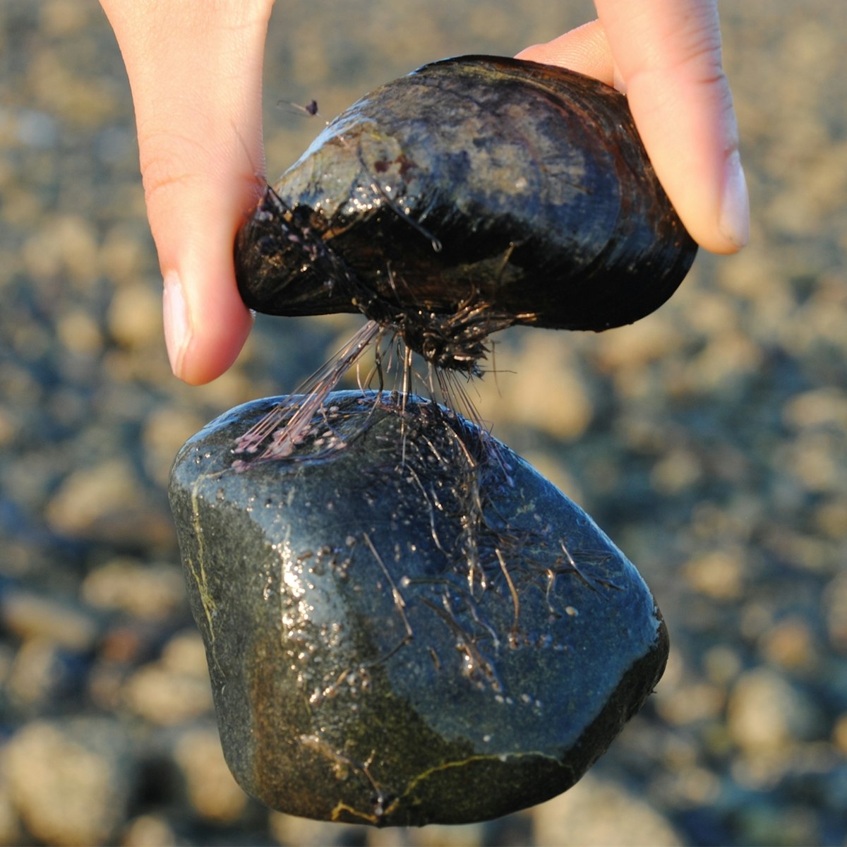 Mussels’ sticky secrets and energy-absorbing materials