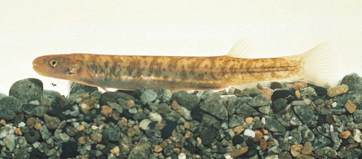 Geka Fish Ika kitakita — Science Learning Hub
