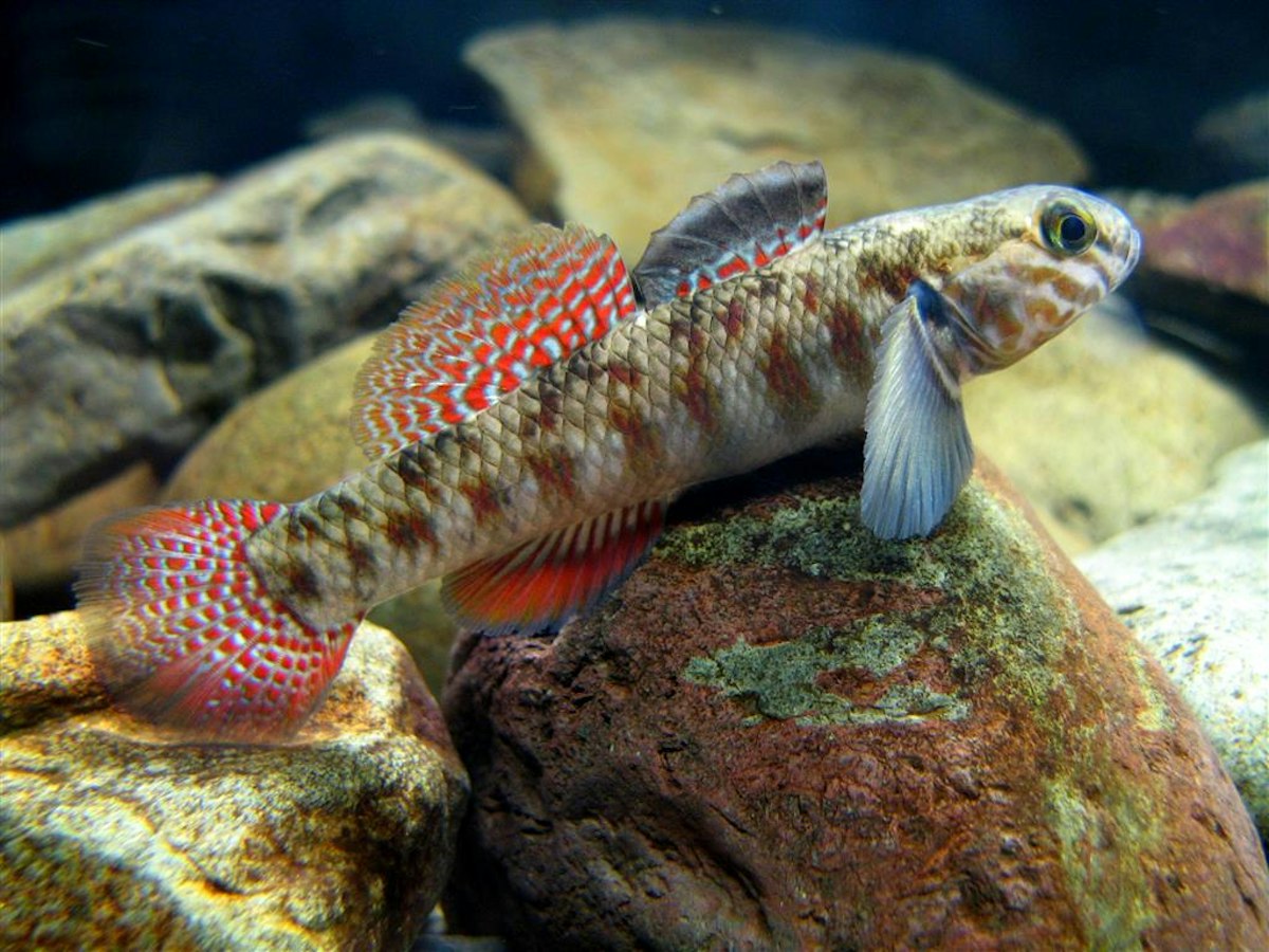 Redfin bully — Science Learning Hub