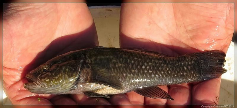 Bullu Fish Giant bully — Science Learning Hub