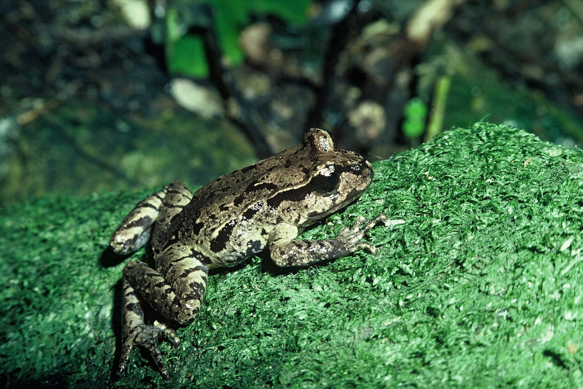 Native Maud Island frog — Science Learning Hub