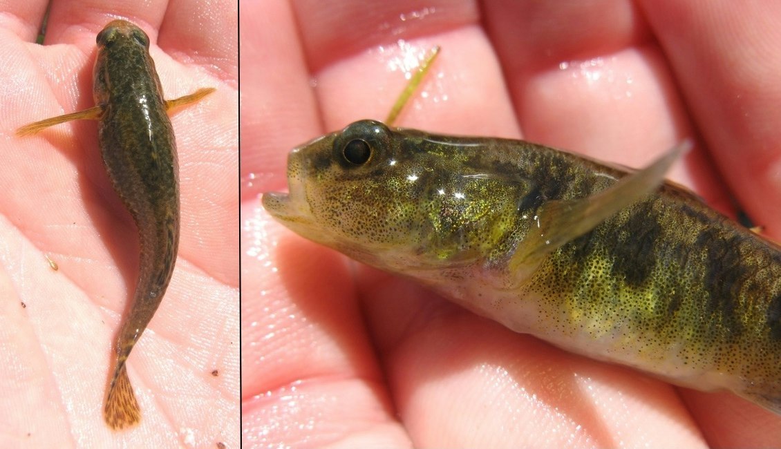Bullu Fish Bullies — Science Learning Hub