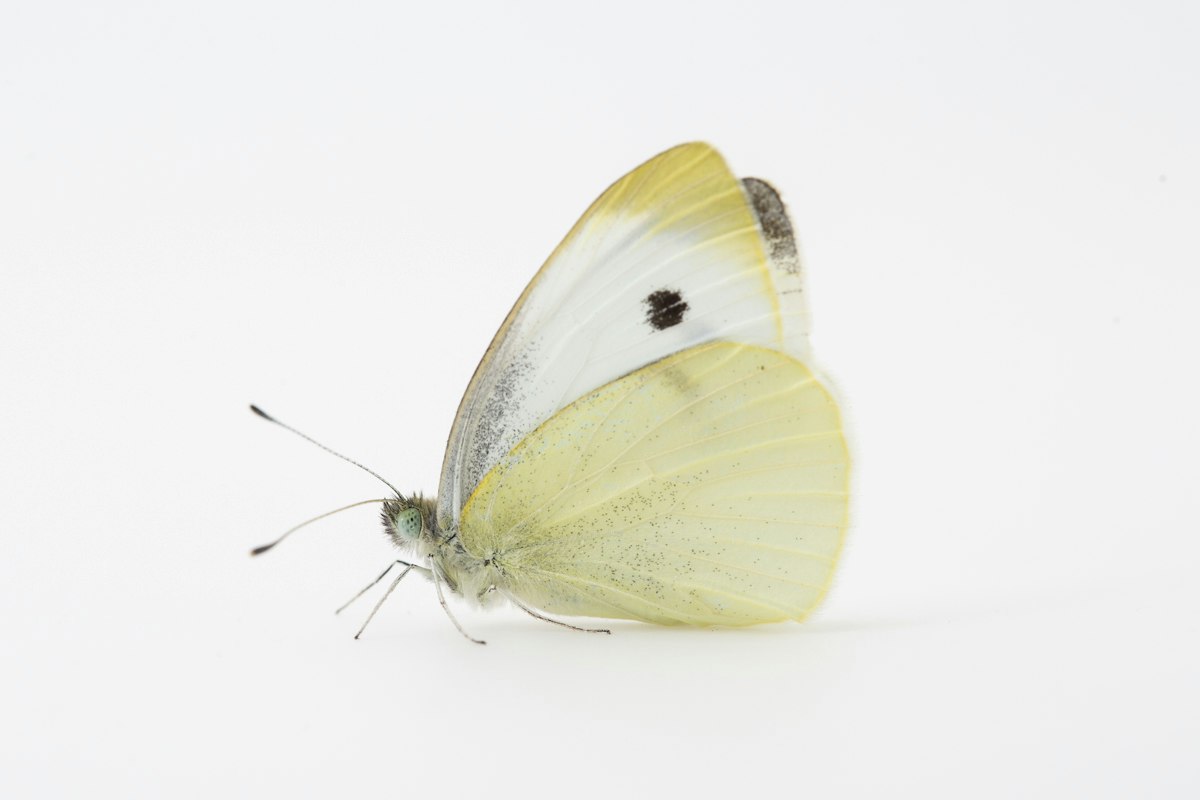 Pieris rapae butterfly — Science Learning Hub