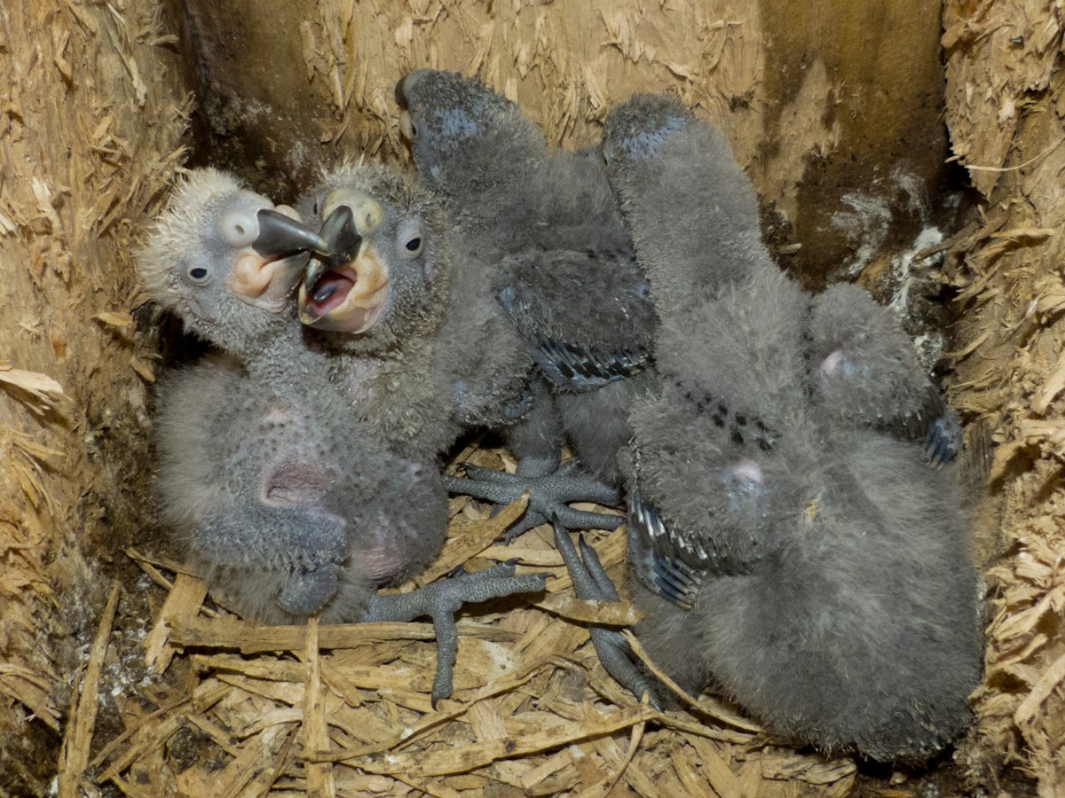 Kākā chicks — Science Learning Hub
