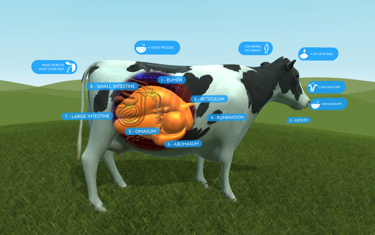 Ruminant Process Ruminant digestion — Science Learning Hub