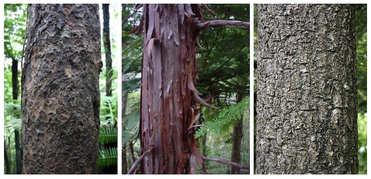 Tree bark โ Science Learning Hub