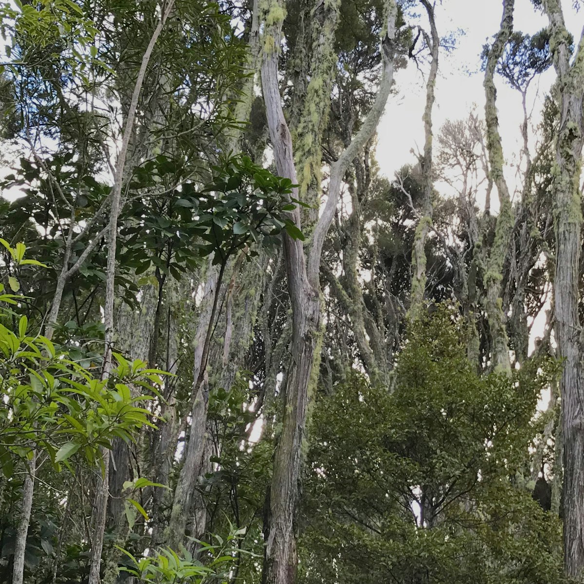 What is a tree? — Science Learning Hub