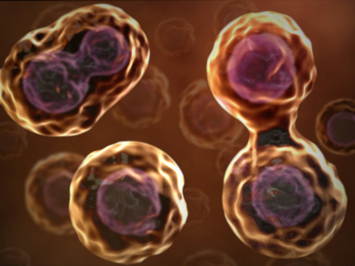 B cells — Science Learning Hub