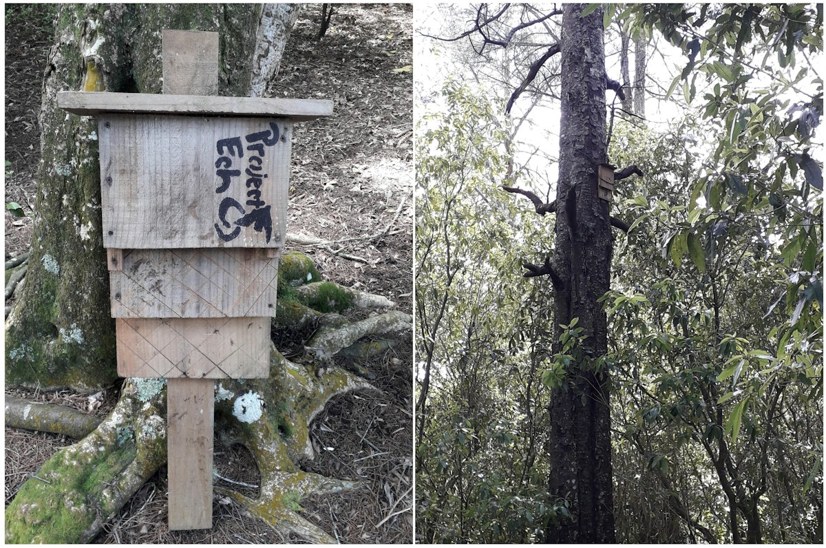 Bat box — Science Learning Hub