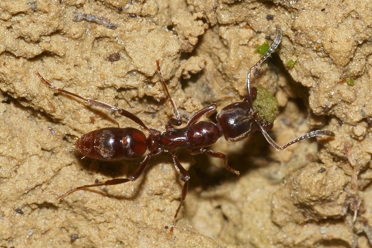Well Know Insects Insect taxonomy — Science Learning Hub