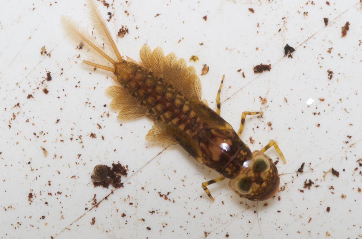 Aquatic insect life — Science Learning Hub