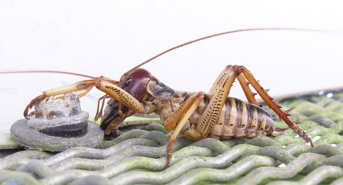 Inswaa Insect Label the insect — Science Learning Hub