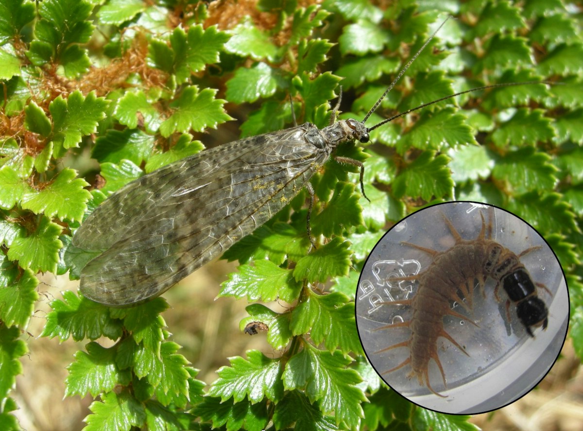 Dobea Insect Dobsonfly — Science Learning Hub