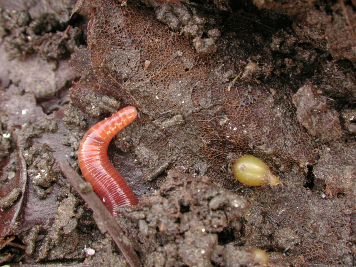 Tiger worms and 1080 — Science Learning Hub