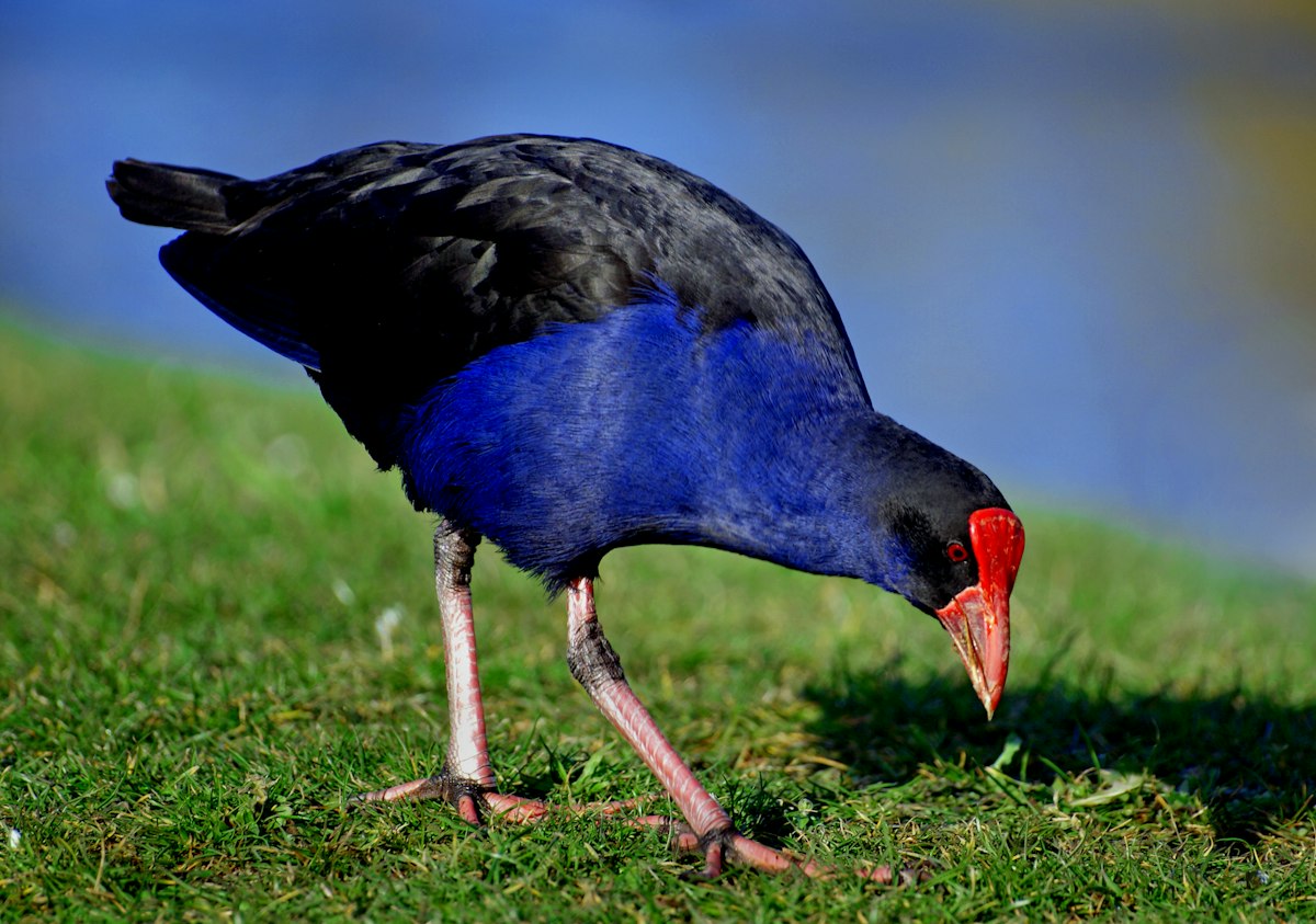 Pūkeko (Porphyrio porphyrio melanotus)