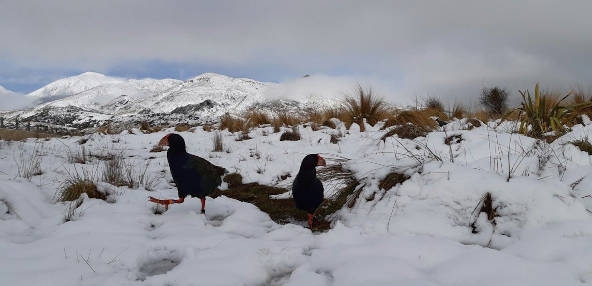 Takahē in tussock — Science Learning Hub