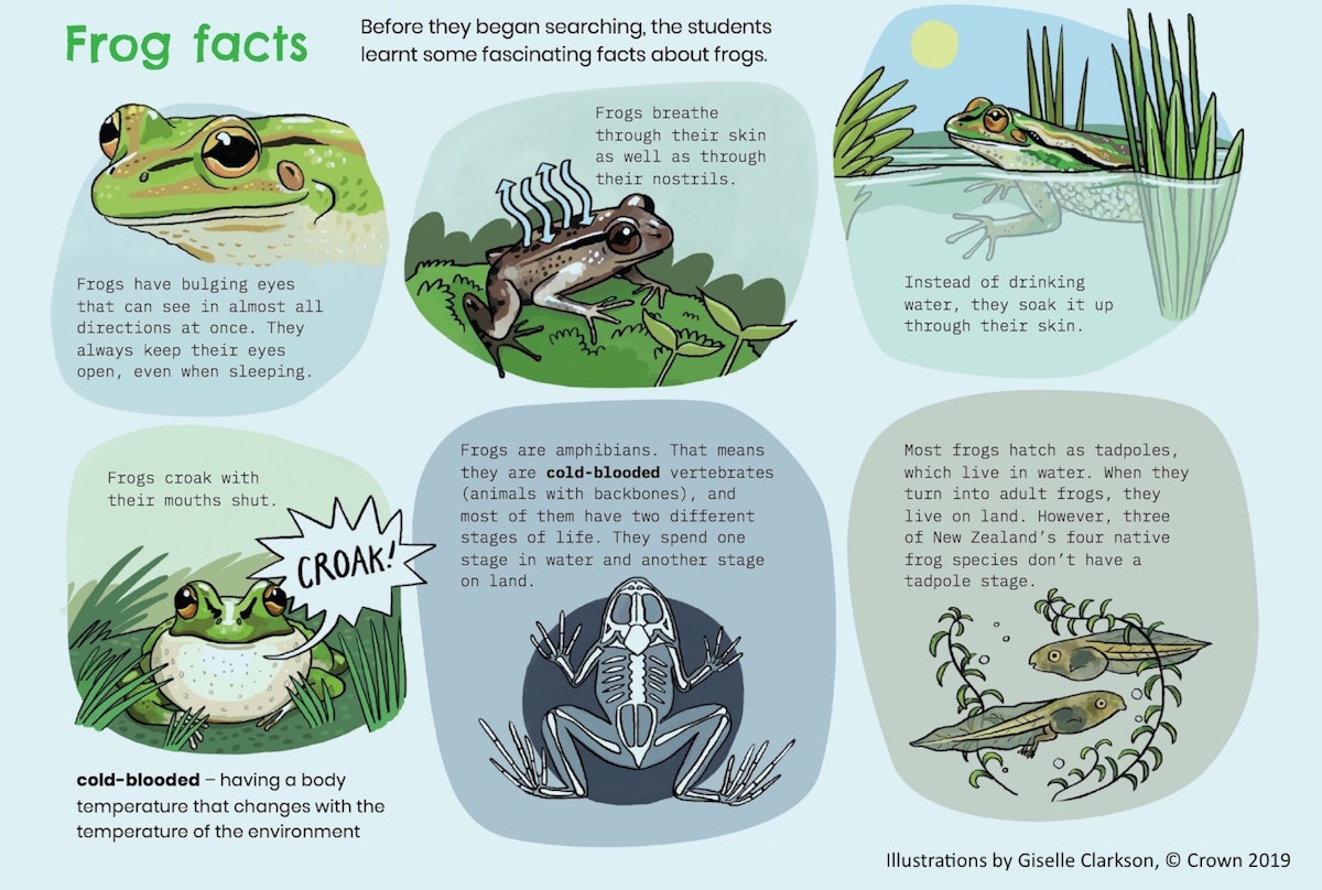 Frog Facts Science Learning Hub