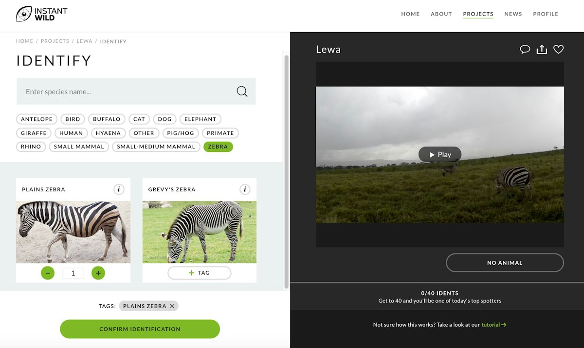 Zebra Class Plains zebra or Grevy’s zebra? — Science Learning Hub