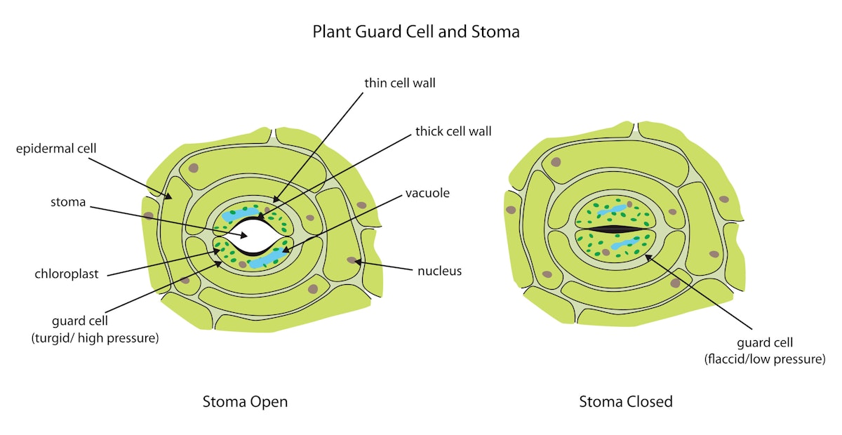 Stoma open and closed — Science Learning Hub