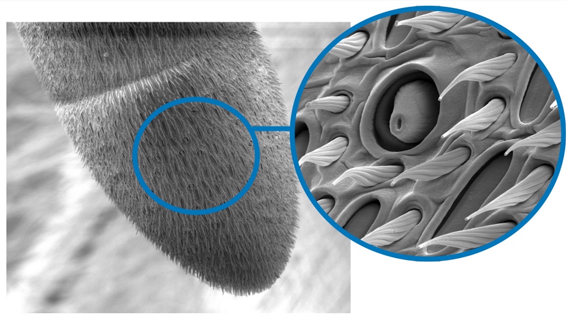 Scanning Em Insect Scanning Electron Microscope Images Of Insects