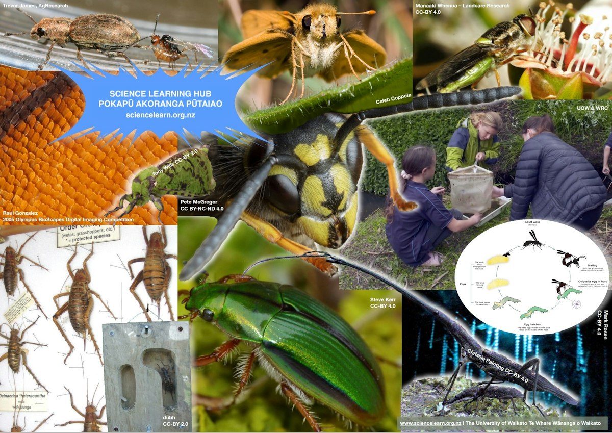 Wat Is Insect All about insects — Science Learning Hub
