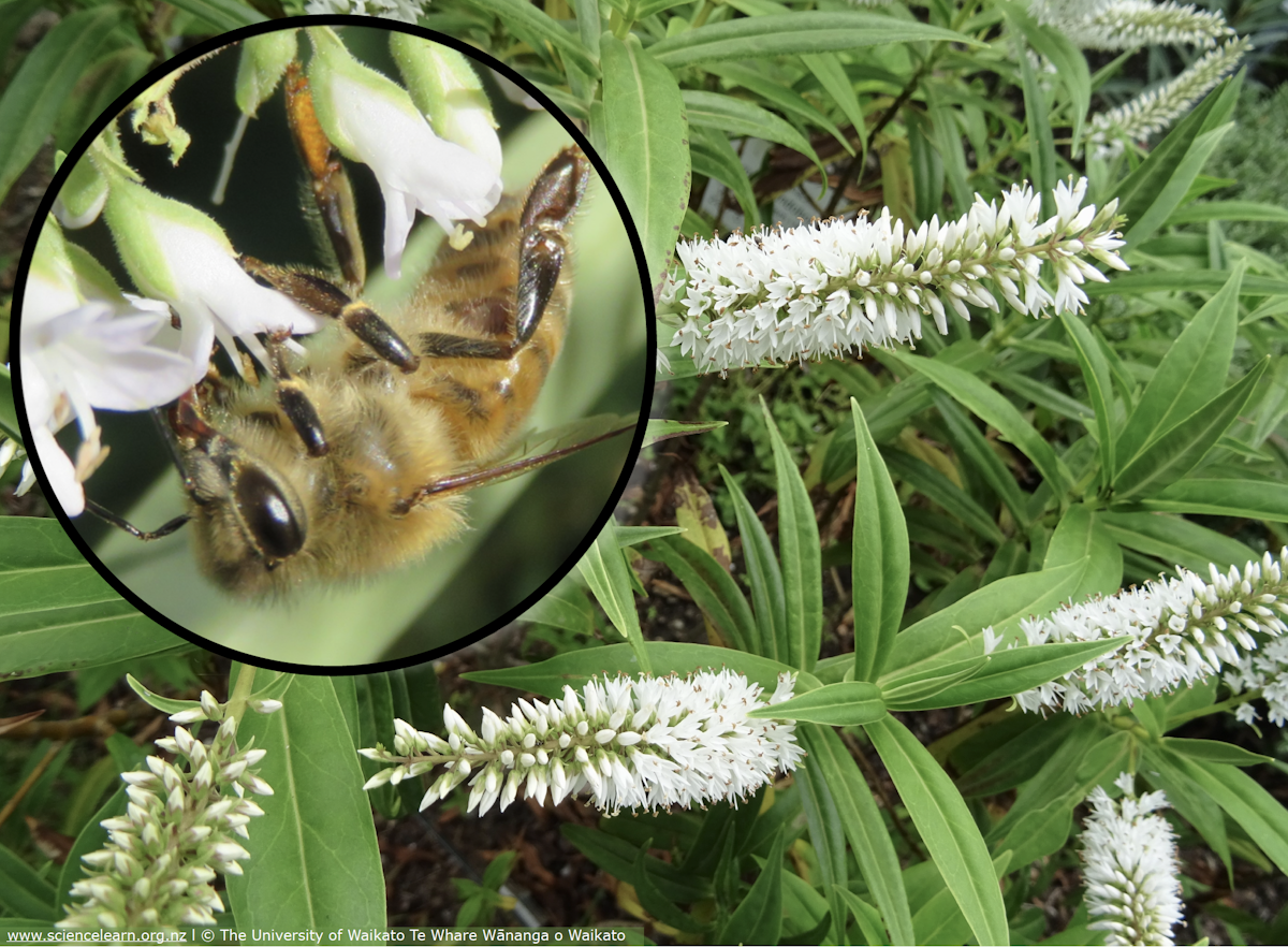Bee pollination — Science Learning Hub