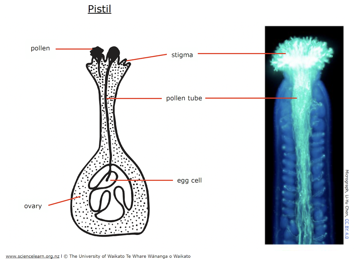 Pollination and fertilisation — Science Learning Hub