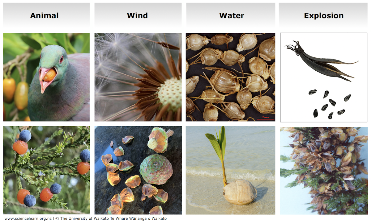 Adaptive features of fruit — Science Learning Hub