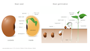 Bean Seed Germination Drawing Bean Seed Germination Drawing