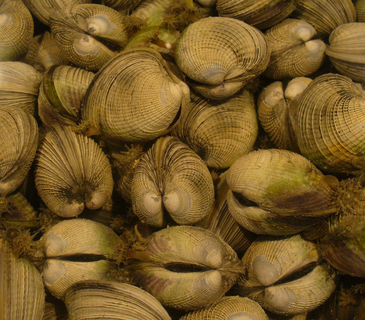 Cockle New Zealand cockles (Austrovenus stutchburyi)