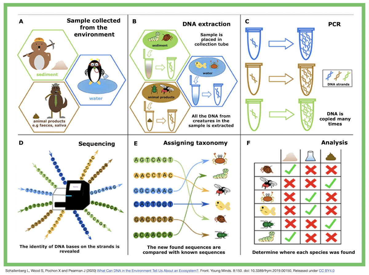 Environmental DNA — Science Learning Hub