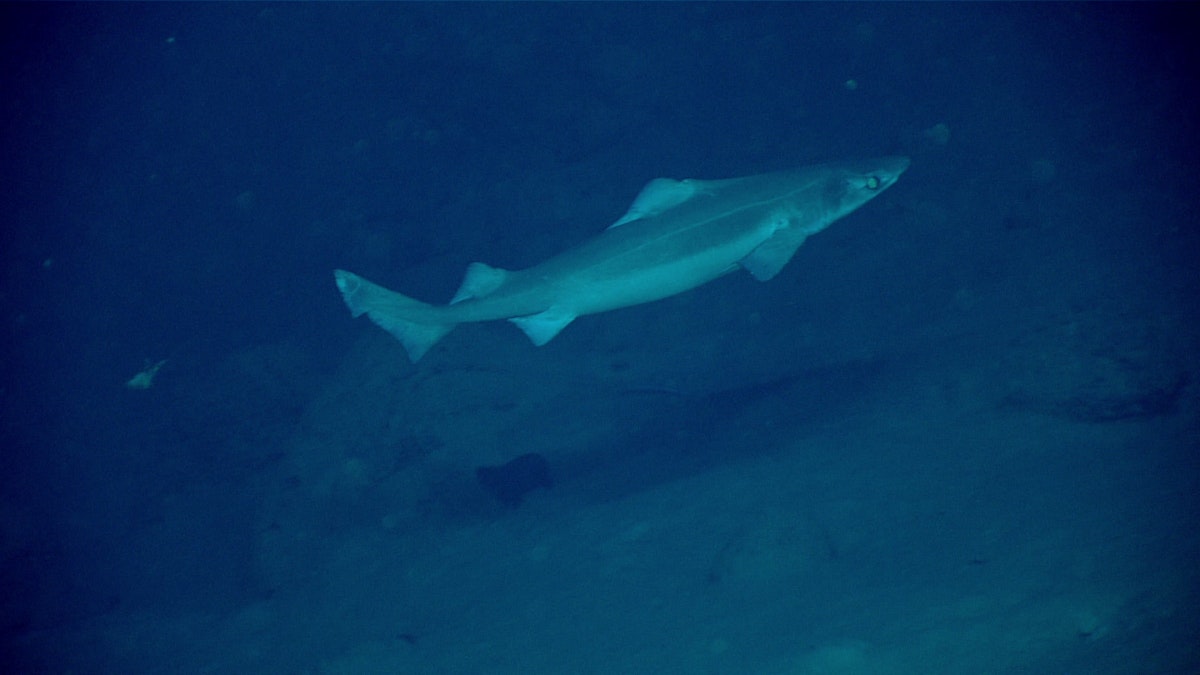 Gulper Rani A gulper shark — Science Learning Hub