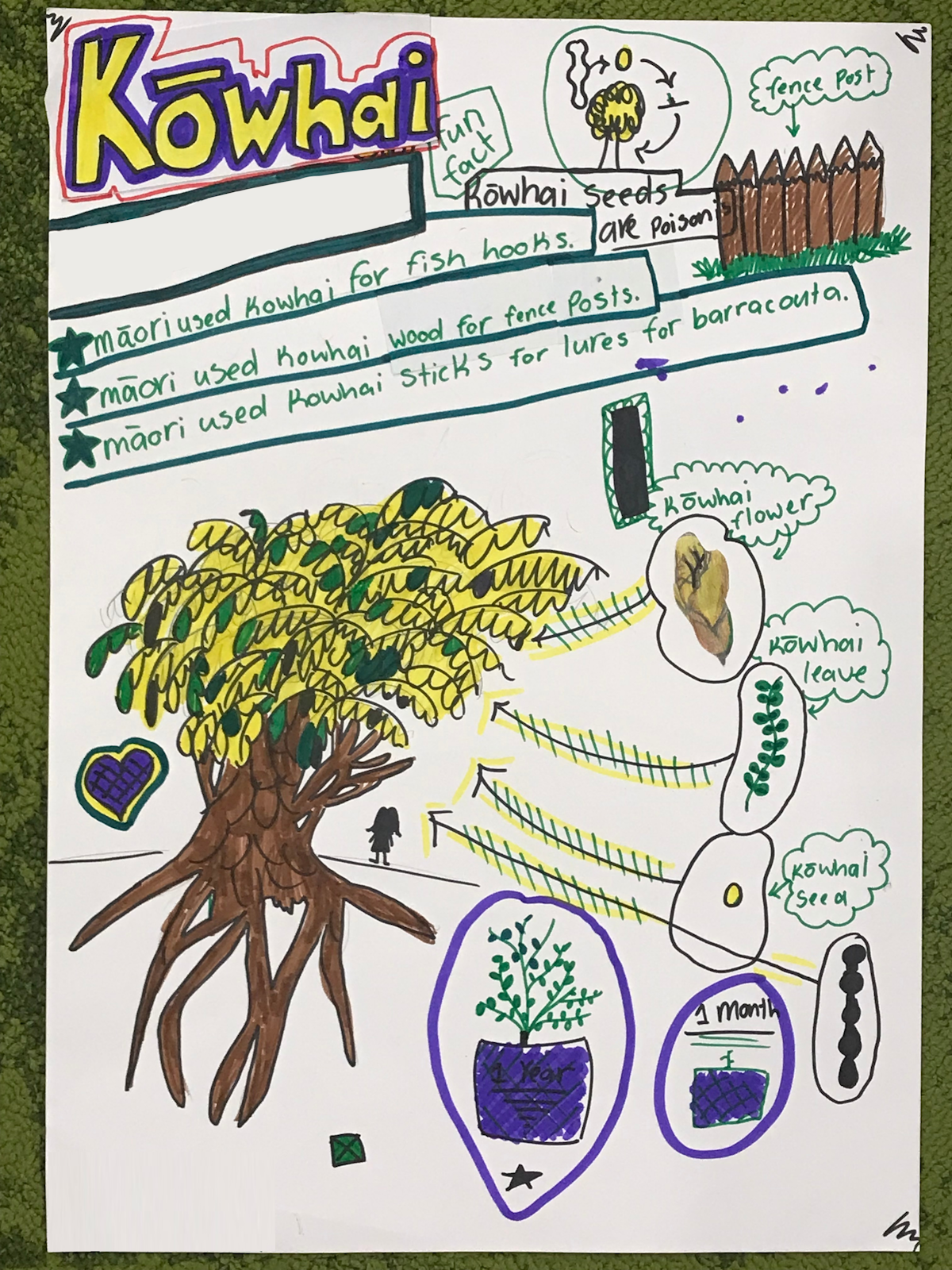 Kōwhai infographic — Science Learning Hub