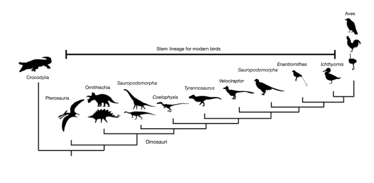 The origin of birds — Science Learning Hub