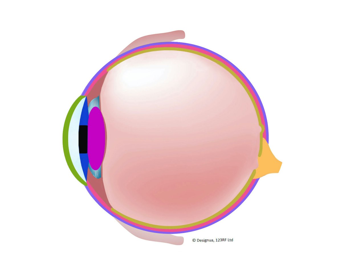 Labelling the eye — Science Learning Hub