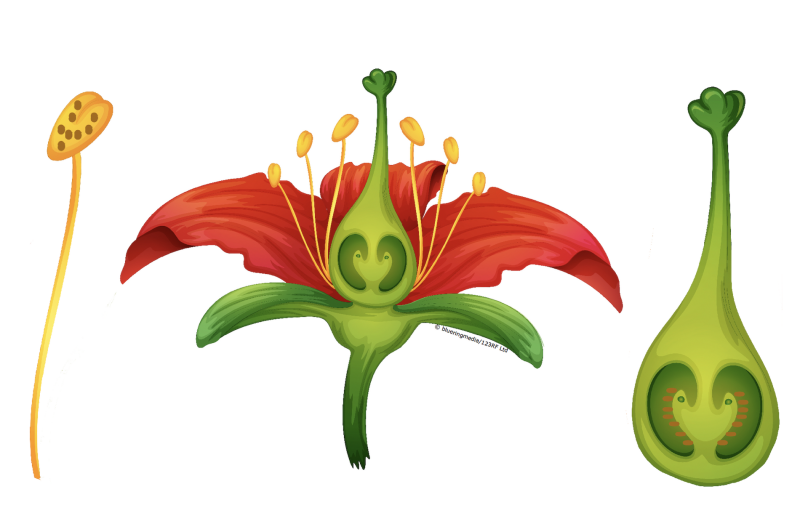 Flower Label Program Label the flower parts — Science Learning Hub