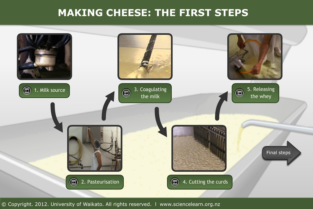 Cheese Making Article Making cheese - first steps — Science Learning Hub