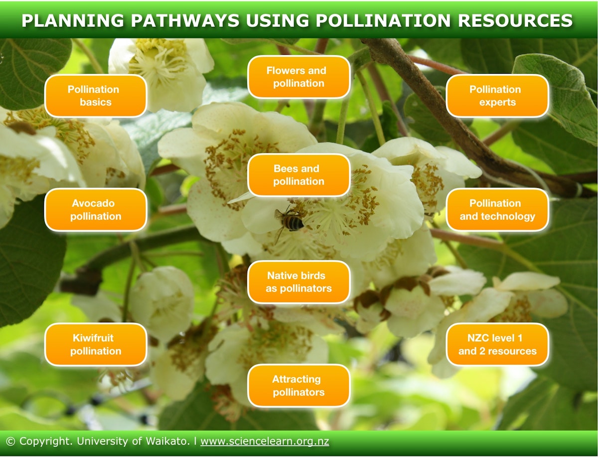 Planning pathways using pollination resources