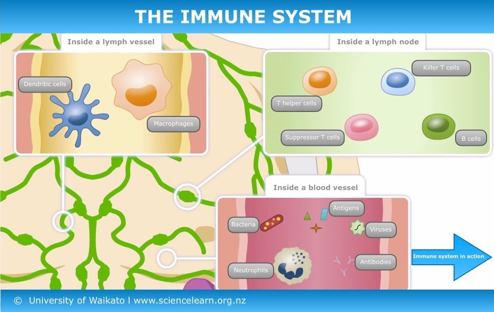 Immune System Draw The immune system — Science Learning Hub
