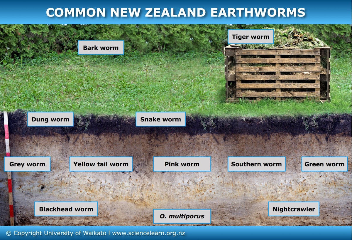 Worm Identification Chart
